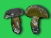 boletus_aerus