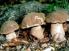 boletus_aestivalis