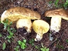 boletus_appendiculatus