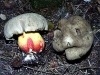 boletus_calopus