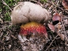 boletus_calopus_2