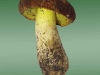 boletus_depilatus