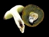 boletus_depilatus_2