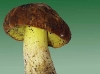 boletus_depilatus_3