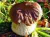 boletus_edulis