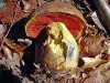 boletus_erythropus