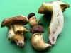 boletus_impolitus