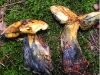 boletus_junquilleus