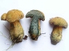 boletus_luridus