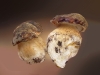 boletus_mamorensis