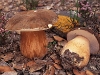boletus_pinophillus