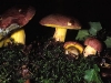 boletus_pseudoregius_krombh-_blauender_koenigs_roehrling