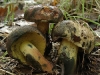 boletus_pulverulentus
