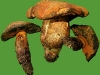boletus_queletii