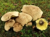boletus_radicans_bitterroehrling