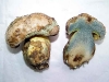 boletus_radicans