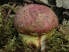 boletus_regius