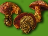 boletus_rhodopurpureus