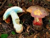 boletus_rhodopurpureus_2