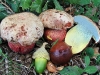 boletus_rhodoxanthus