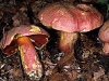 boletus_rubrosanguineus