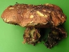 boletus_rubrosanguineus