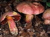 boletus_rubrosanguineus_falscher