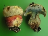 boletus_satanas