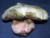 boletus_satanas_2