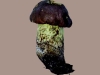 boletus_subappendiculatus